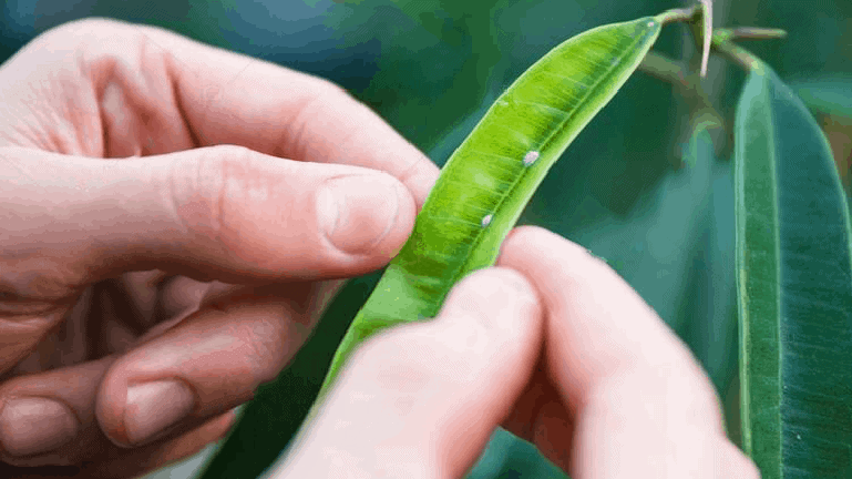 Πώς θα καταπολεμήσουμε ζιζάνια και παράσιτα;